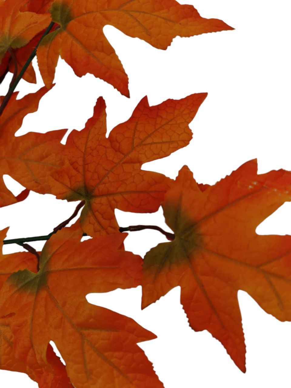 Tralcio autunno arancio