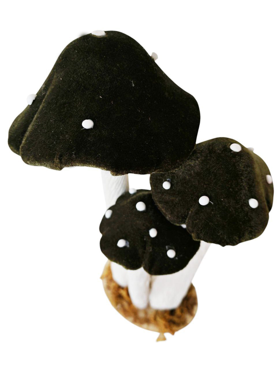 Funghi in velluto verde scuro