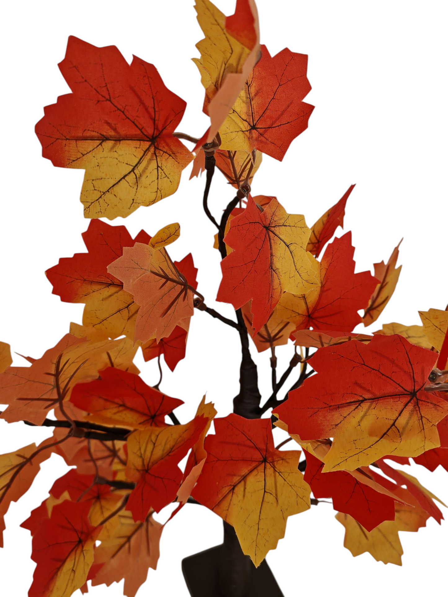 Albero Autunno luminoso