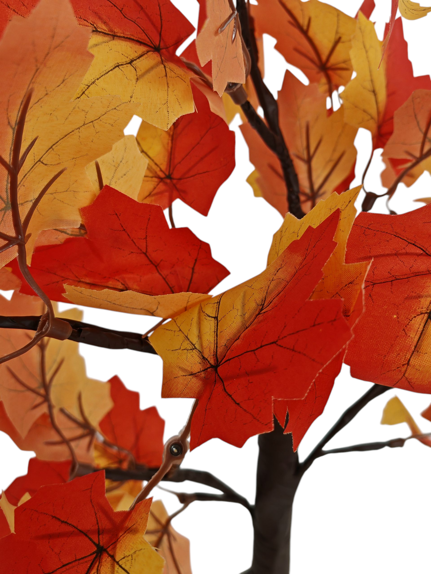 Albero Autunno luminoso